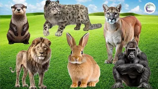 Love Life: Otter, Snow Leopard, Mountain Lion, Gorilla, Rabbit - Animal Sound