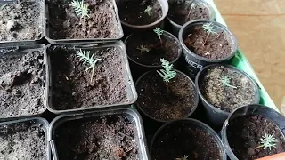 Как я выращиваю кипарисы