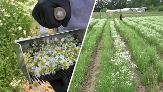 Chamomile Harvest