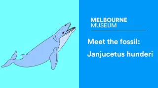 Janjucetus hunderi the fierce whale ancestor of modern giants