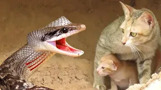 Mom Cat Fights A Large Python To Protect Its Kittens