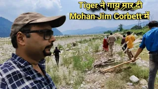 Tiger ने गाय मारी मोहान Jim Corbett National Park में । Tiger झाड़ियों के पीछे बैठा था । Tiger Hunt