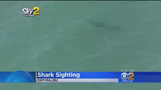 Shark Sighting Off The Coast Of Malibu