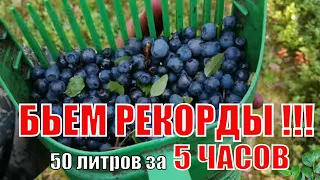 КАК БЫСТРО СОБИРАТЬ ЧЕРНИКУ. Быстрый Сбор Черники 10 литров ягоды за час. ЧЕРНИКА 2021. БЬЕМ РЕКОРДЫ