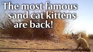 The most famous sand cat kittens are back!