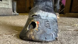 Shoeing A Horse With A Huge Hole In It’s Hoof.