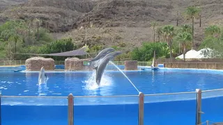 Dolphin show at Palmitos Park