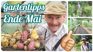 Gartentipps Ende Mai 👍🏻 erste Kartoffelernte 🥔 Erbsen, Bohnen, 🫘 Tomaten 🍅 Paprika 🌶️ und  mehr 😋