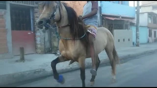 Cavalo de Largo a venda