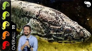 African Lungfish, The Best Pet Fish?