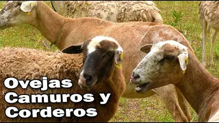 OVEJOS CAMUROS Y CORDEROS