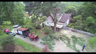 Large White Oak Drone Footage Tree Removal