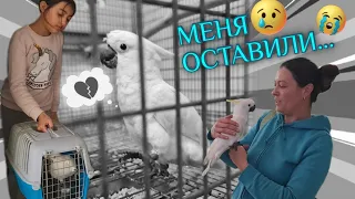 РАССТАЁМСЯ С НАШИМ ПОПУГАЕМ...😥Грустный влог