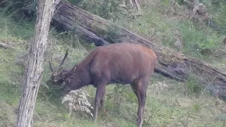 Sambar stag on a windy day