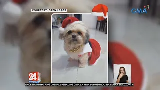 Mga cute na aso, inirampa ang kanilang Christmas outfits | 24 Oras Weekend