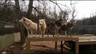 Haunting video shows pack of 30 WOLVES howling in perfect unison