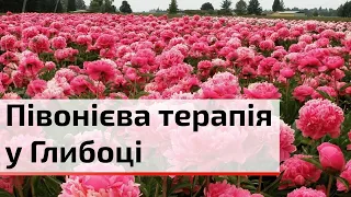 На найбільшому полі півоній в Українці організували захід для збереження ментального здоров'я | C4