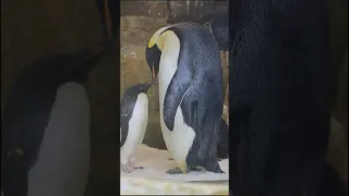 アデリーペンギン vs コウテイペンギン