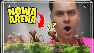 NOWA ARENA DLA MRÓWEK! POWIEKSZYŁEM FORMIKARIUM! WYLINKA BLONDI!