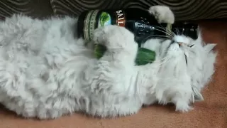 Пьяный кот. Смешное видео