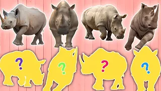 CUTE ANIMALS Spanish Bull Rhino,Rodeo Puzzle Videos (Choose The Right Rhino Puzzle)#rodeo #bull