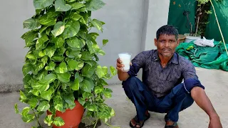 Money plant में डालो ये ₹2 की चीज हरयाली रोक नहीं पाओगे