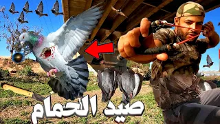 الحياة البرية. صيد الحمام البري 🕊️ وطهيه بالطريقة التركية 😋