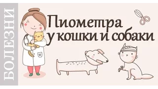 Пиометра у кошки, собаки. Симптомы и лечение. Советы ветеринара