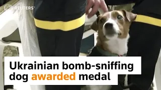 Zelenskiy awards medal to bomb-sniffing dog