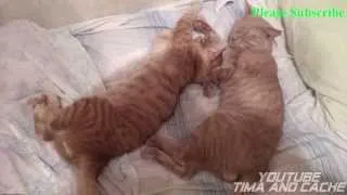 Кот Тима и Кеша - Спокойной ночи кошаки / funny cats