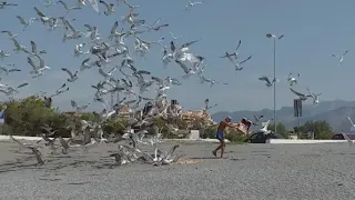 РАЗГОВАРИВАЕТ с чайками...Италия. Скалеа