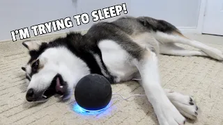 HUSKY Gets Woken Up By ALEXA! (She Gets Mad!)