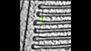 Rod outer segment - Krzysztof Palczewski