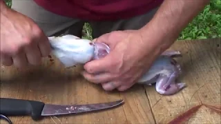 CATCH AND COOK - Steamed and Grilled Squirrel