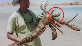 Top 12 Bizarre Sea Creatures Actually Exist