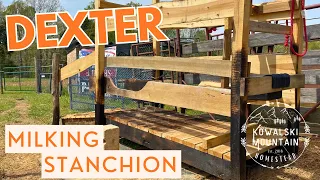 DIY Elevated Stanchion for Dexter Cows | Building a Comfortable Milking Stanchion