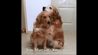 Эти милые животные