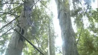 Female Fisher and Kits - Olympic National Forest