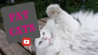 FUNNIEST FAT CATS COMPILATION | Try Not To Laugh