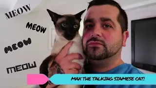 MAX THE TALKING SIAMESE CAT!