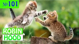 ПРИКОЛЫ 2017 с животными. Смешные Коты, Собаки, Попугаи // Funny Dogs Cats Compilation. Май №101