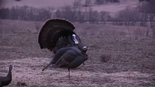 2018 Iowa Spring Turkey youth