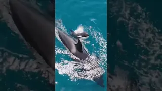 Amazing Wild Dolphins doing Spinner Jumpings - Beautiful Moment || Incredible Dolphin Moments