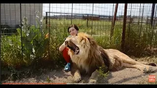 Лев Марсель танцует под аккомпанемент Олега Зубкова ! A huge lion is dancing!