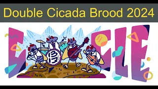 Double Cicada Brood 2024 | Double Cicada Brood 2024