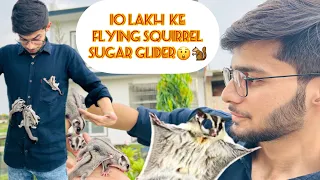 10 Lakh ke Sugar Glider India me | Flying squirrel | sugar glider care guide | full information