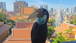 Urban Wildlife! 'Bill' the Hornbill Jungle Bird Makes his Rounds in the City of Phnom Penh Cambodia