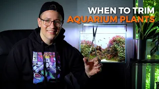 TRIMMING AQUARIUM PLANTS | When and How Often