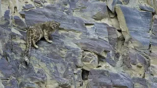 Scaling up Snow leopard conservation in Pakistan - full length