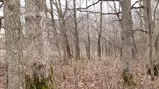 Coyote hunting with the fox pro and Mojo decoy